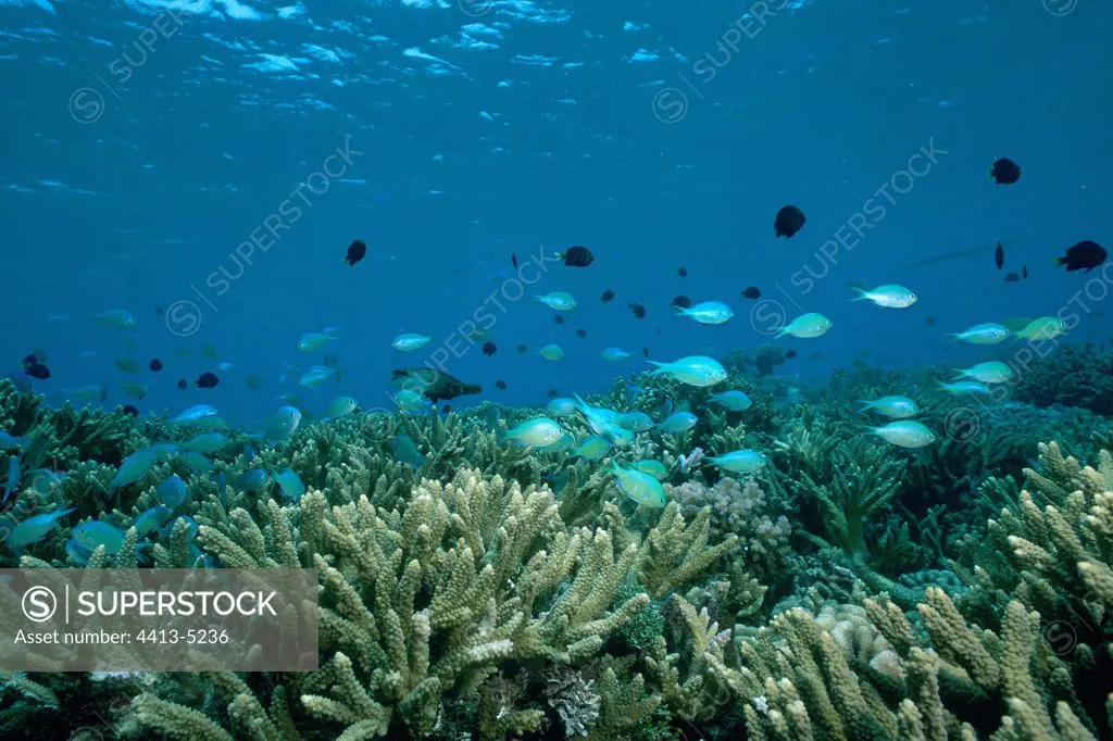 Coral bottom and school fish French Polynesia