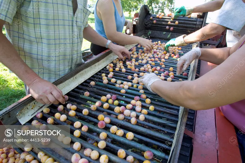 Seasonal sorting out Mirabelle plums at orchard France