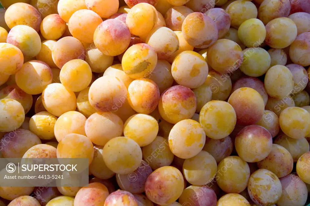 Mirabelle plums that have been gathered France