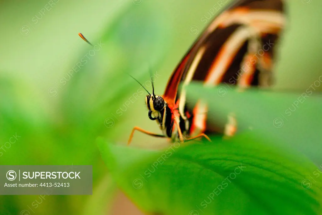 Portrait of Banded orange butterfly in tropical greenhouse