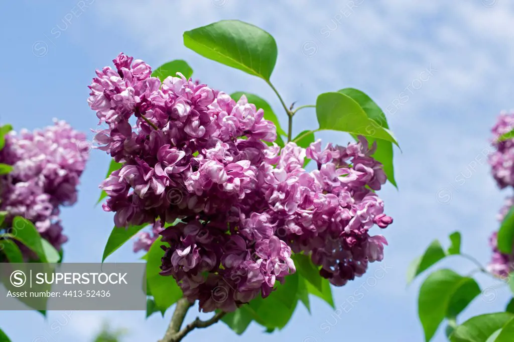 Common lilac 'Charles X' in a garden