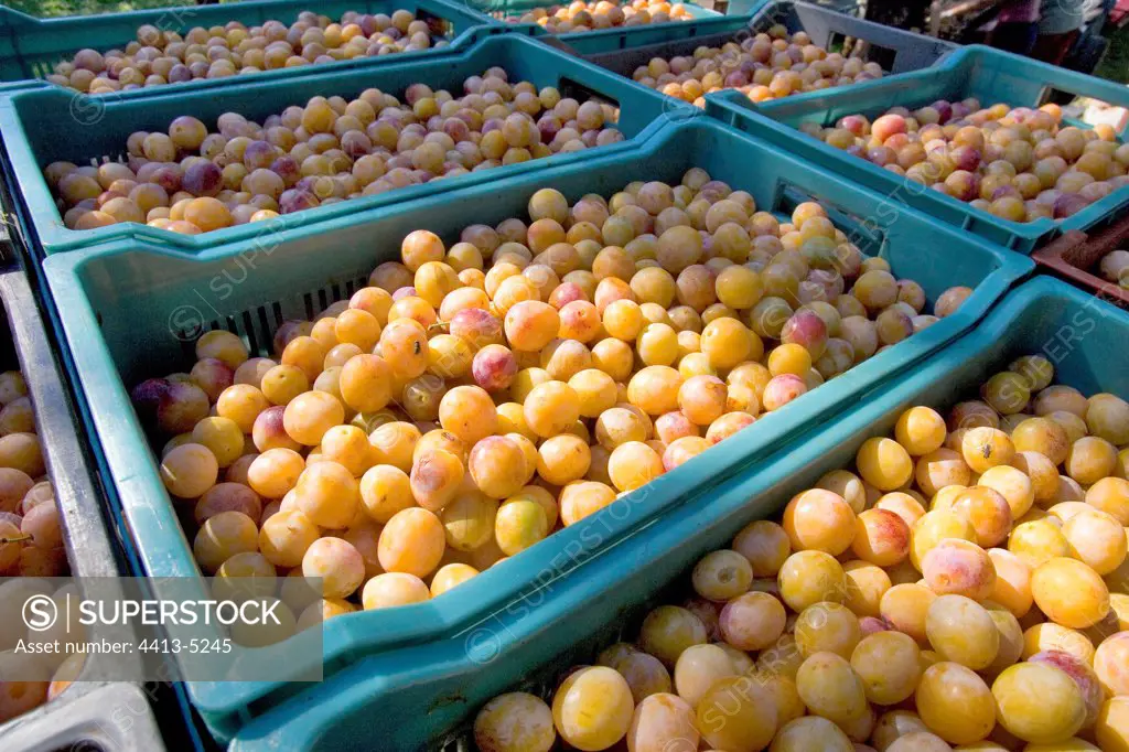 Trays of Mirabelle plums stored in the orchard France