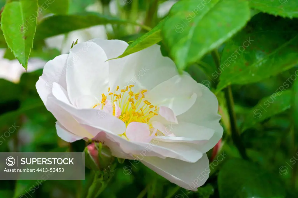 Rose 'Bonica' in a garden