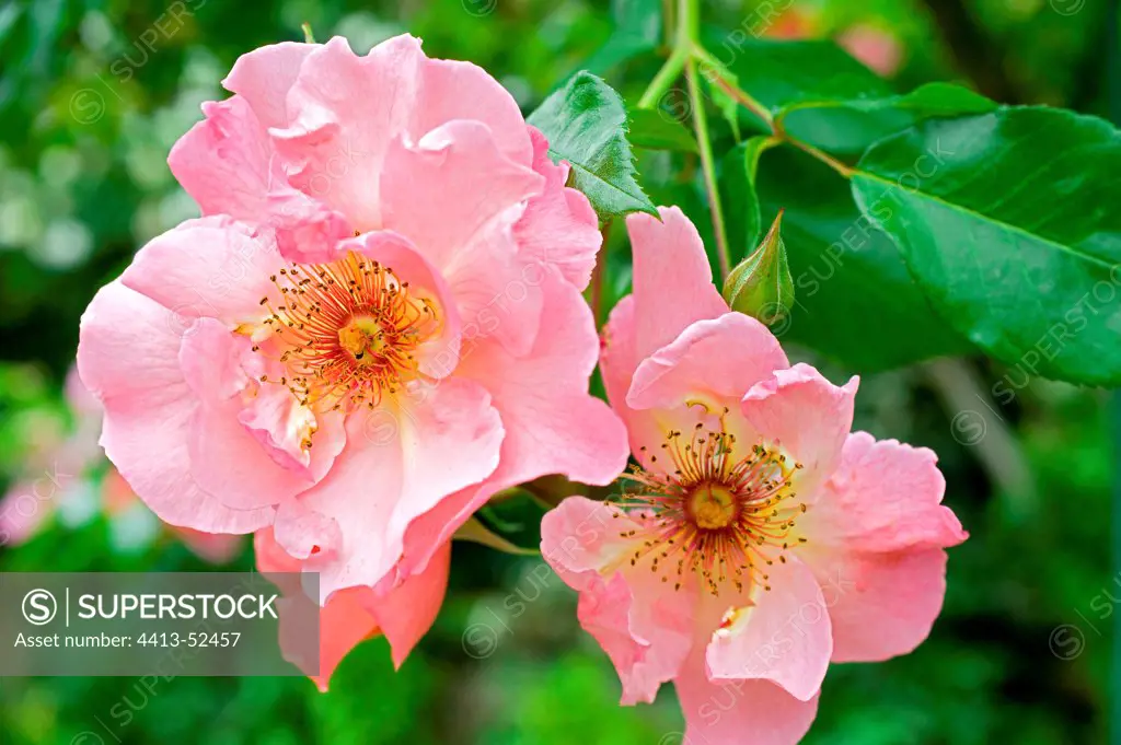 Rose 'Jersey' in a garden