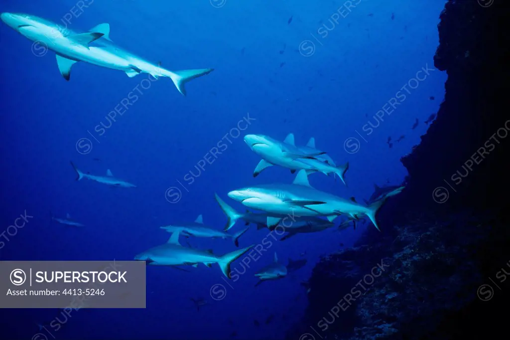 Group Gray reef Shark of French Polynesia