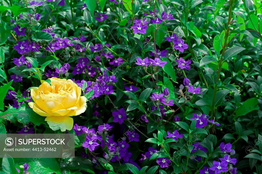 Rose and periwinkles in a garden