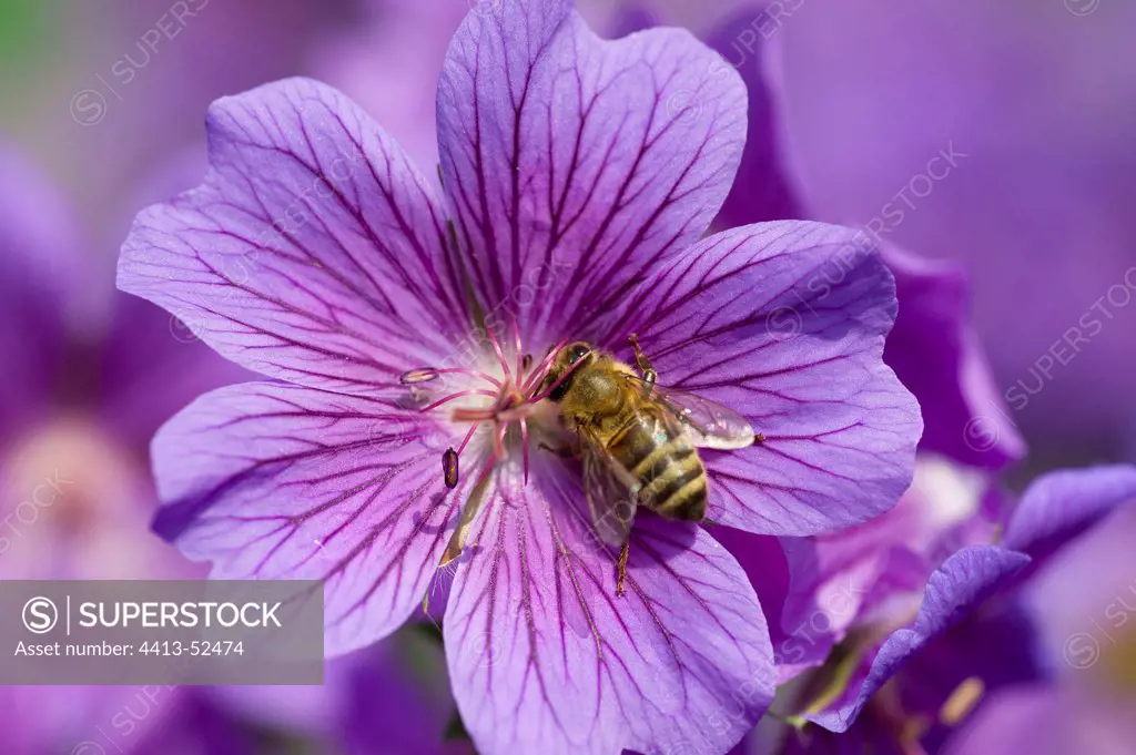 Bee gathering nectar on a Geranium in a garden