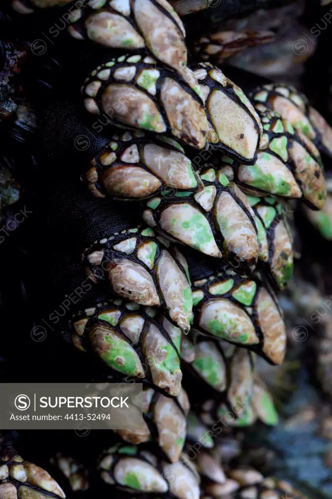 Colony of goose neck barnacles on a coastal rock France