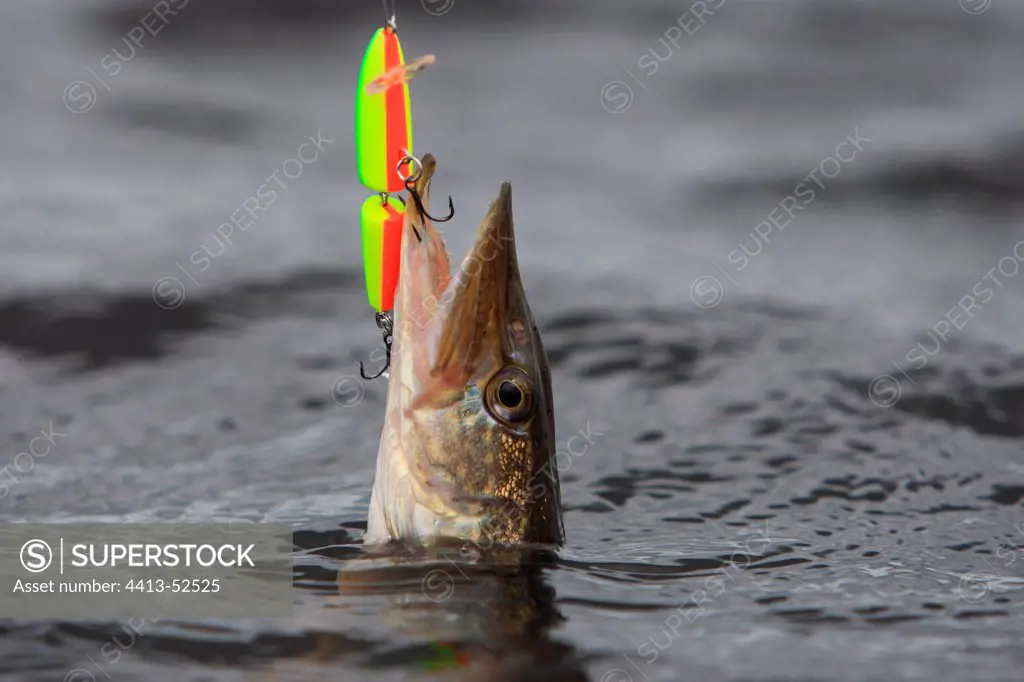 Northern Pike catched with an artificial lure France