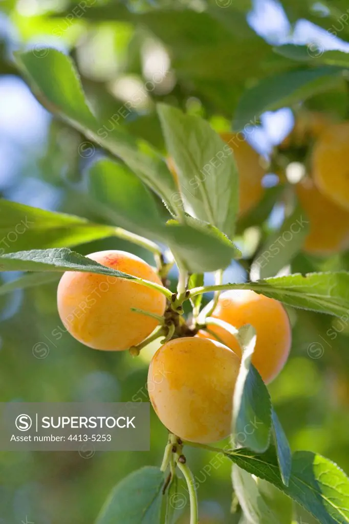 Ripe Mirabelle plums on tree France