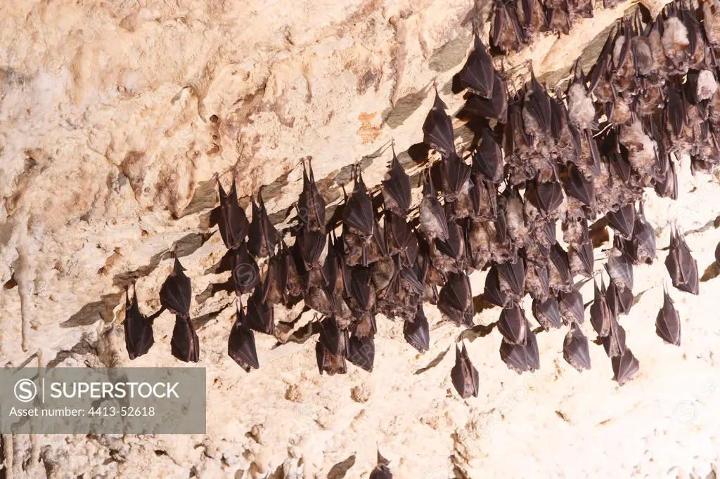 Greater horseshoe bats resting hanging in a cave Italy