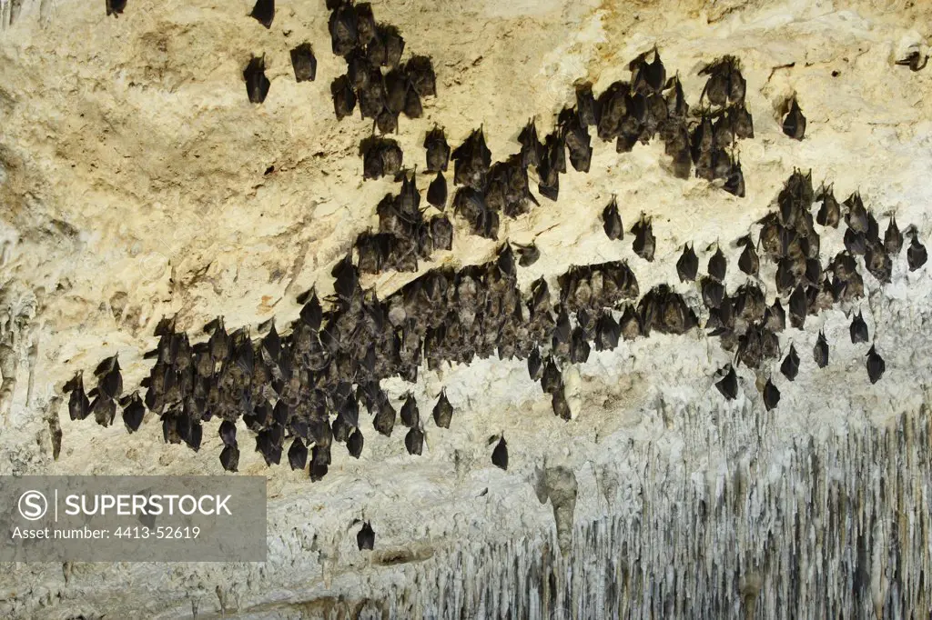 Greater horseshoe bats resting hanging in a cave Italy