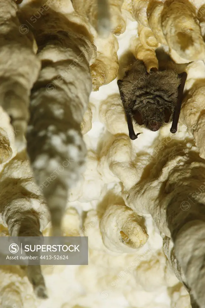 Geoffroy's bat hibernating between stalactites Italy