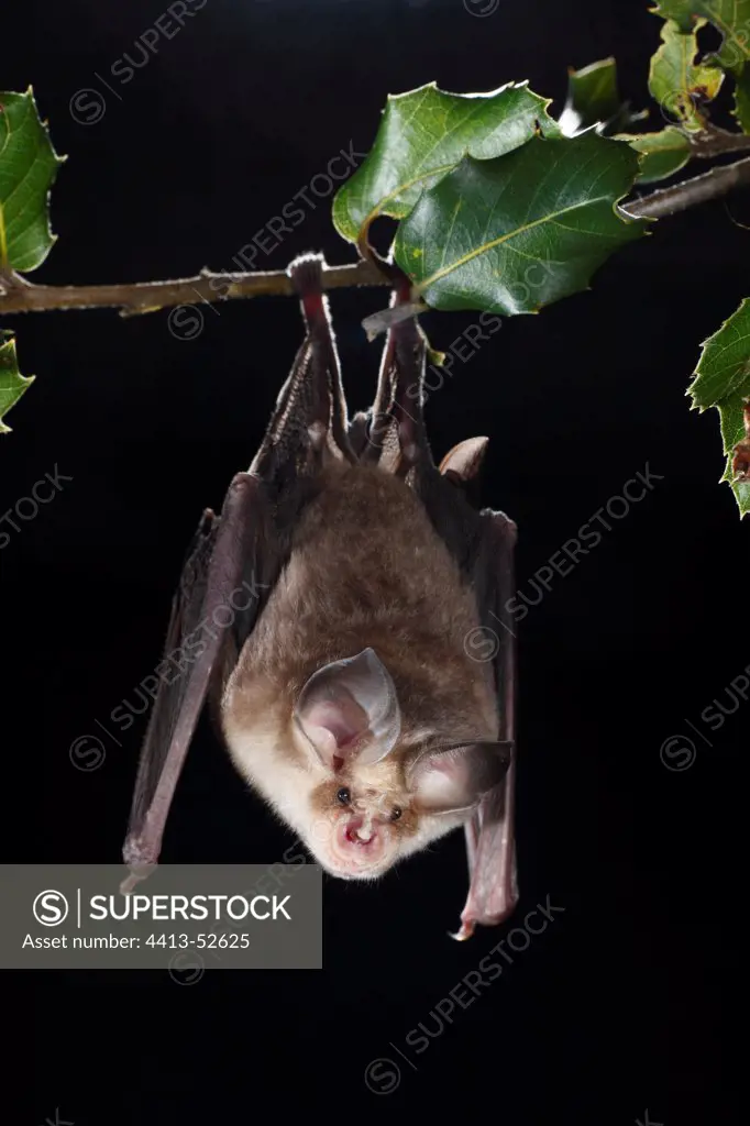 Mehely's Horseshoe bat hanging on a branch Italy