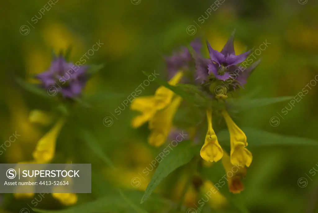 Cow-Wheat yellow flowers and violet bracts France