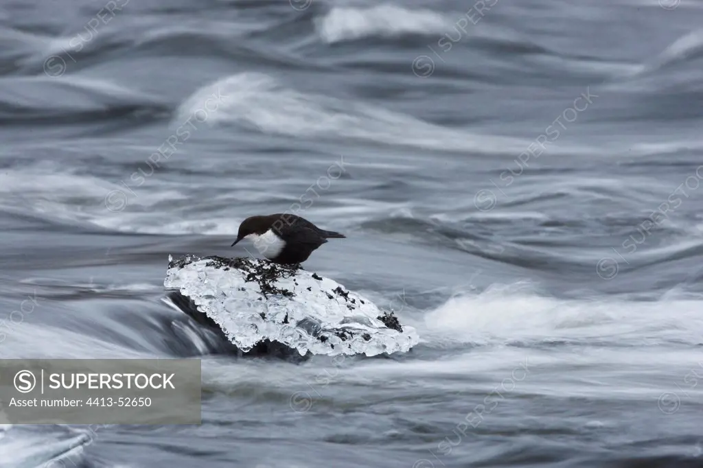 White throated Dipper on an icy stone in a river Finland