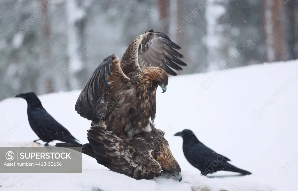 Mating of Golden eagles in the snow in winter Finland