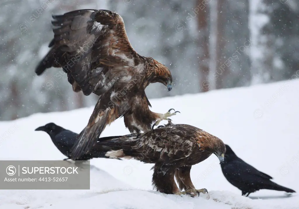 Golden eagle male grasping the female to copulate Finland