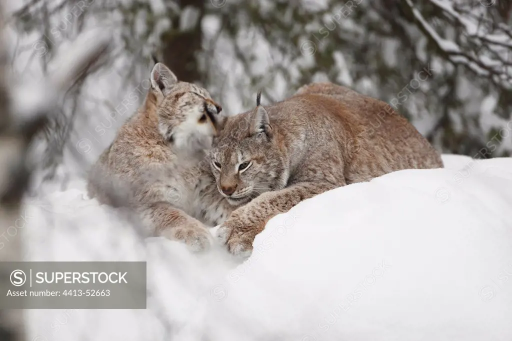 Hug between two eurasian Lynx in the snow Finland