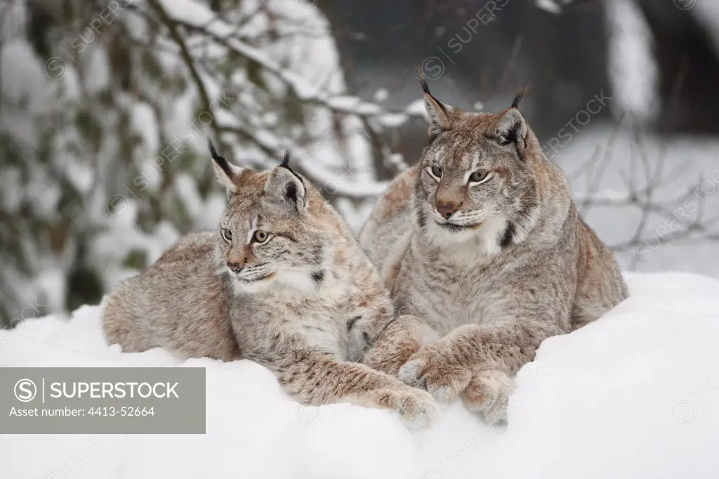 Eurasian Lynx resting in the snow Finland