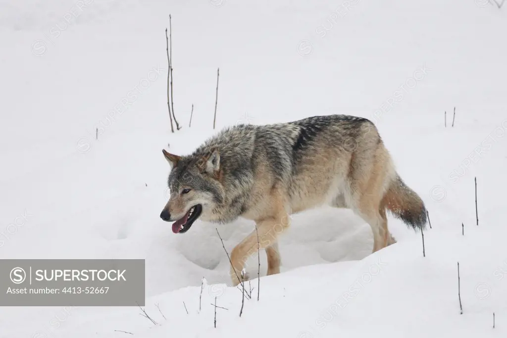 Common gray wolf walking in the snow in winter Finland