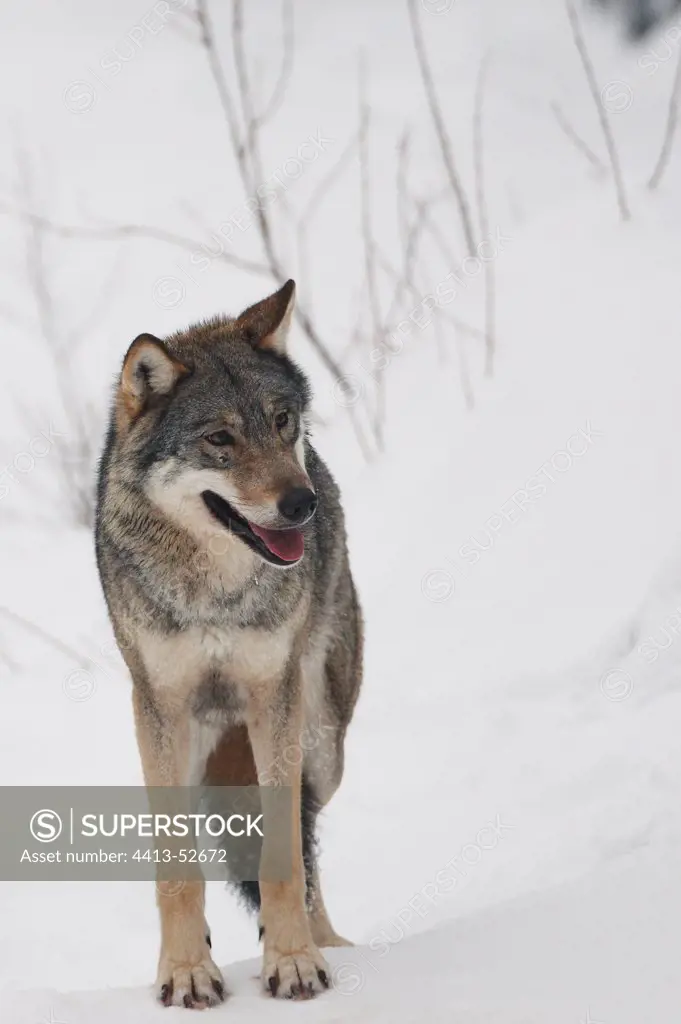 Common gray wolf careful in the snow in winter Finland