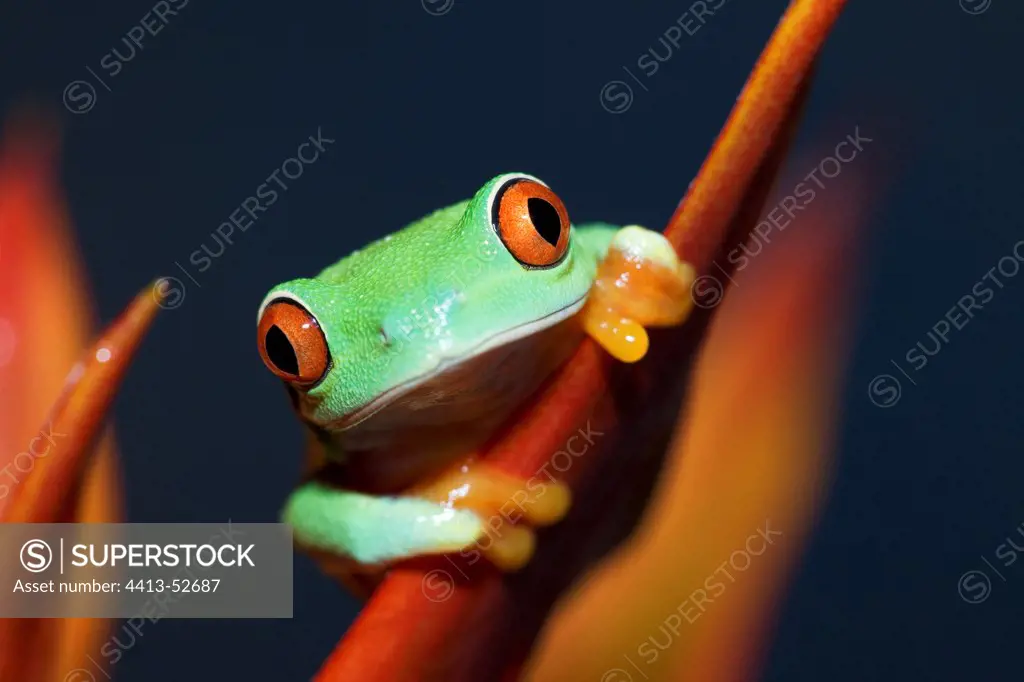 Portrait of a red eyed treefrog on a Bromeliaceae