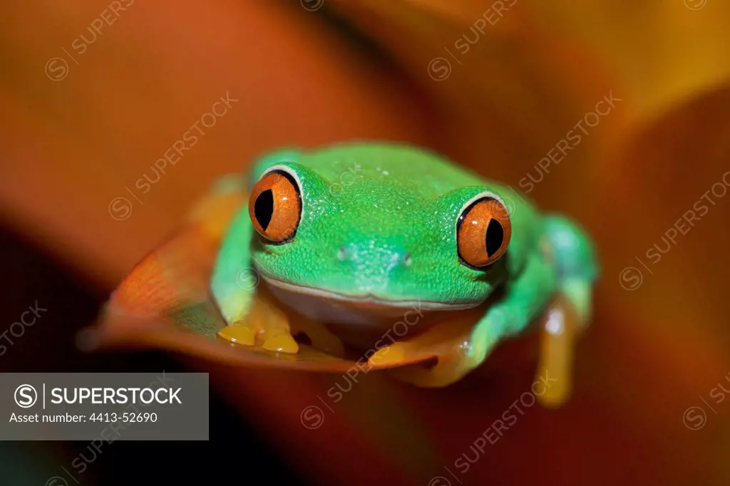 Portrait of a red eyed treefrog on a Bromeliaceae