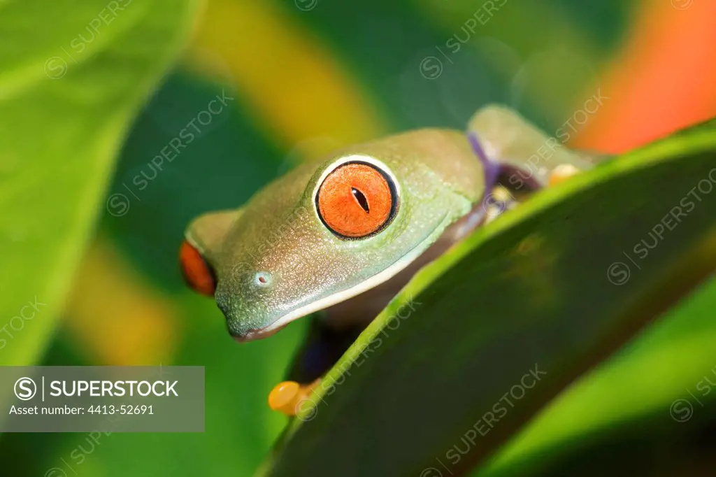Portrait of a red eyed treefrog on a leaf
