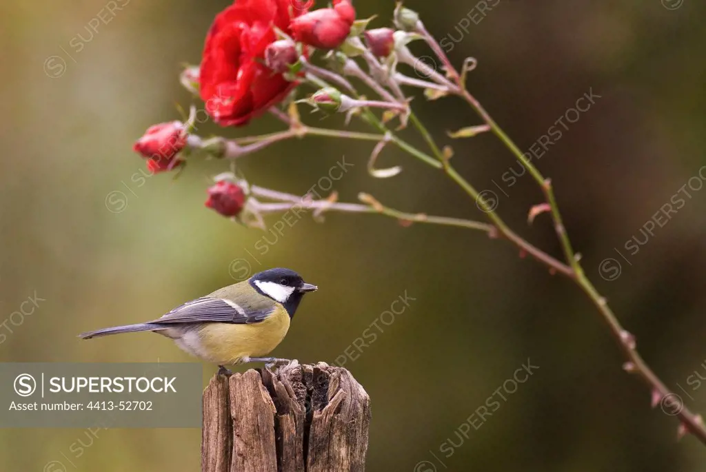 Great tit on a pole and rose France