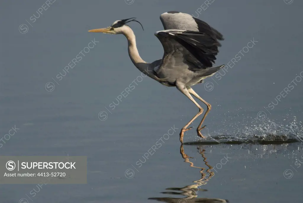 Grey Heron landing on a lake France