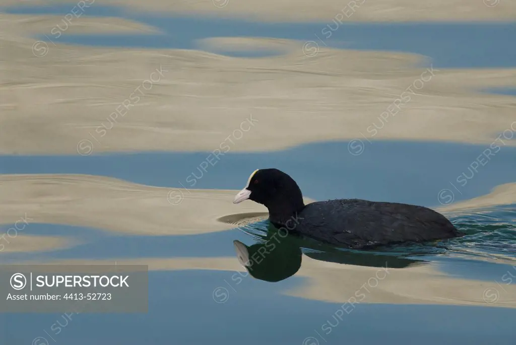 Common Coot swimming to the surface of a lake France
