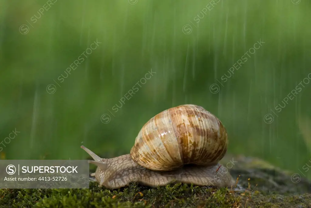 Burgundy Snail in the rain France