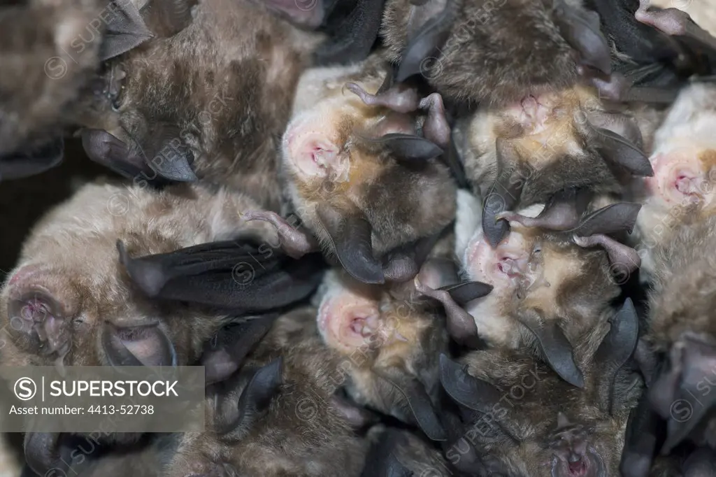 Greater and Mehely's Horseshoe bats cohabiting together