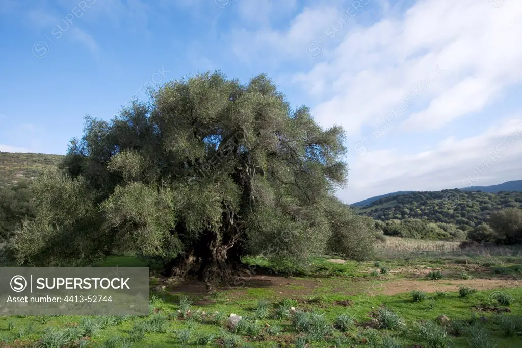 Old Olive tree in Sardinia Italy