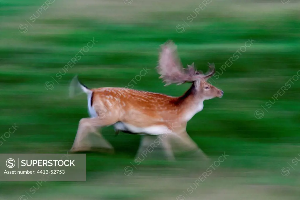 Fallow deer running on meadow Denmark