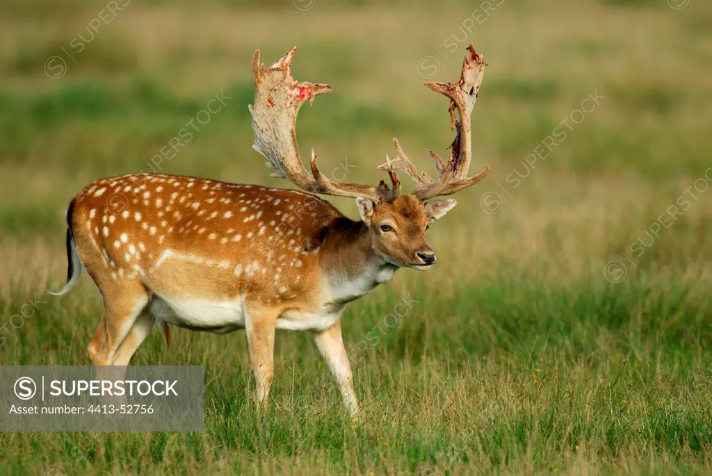 Fallow deer losing bast from antlers Denmark