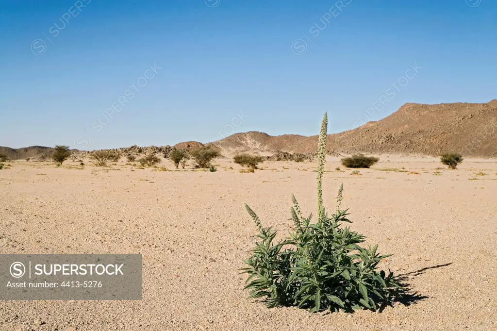 Vegetation in the desert Tasilli N'ajjer Algeria