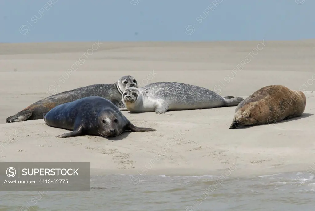 Harbor and Gray Seals at rest on a sandbank France