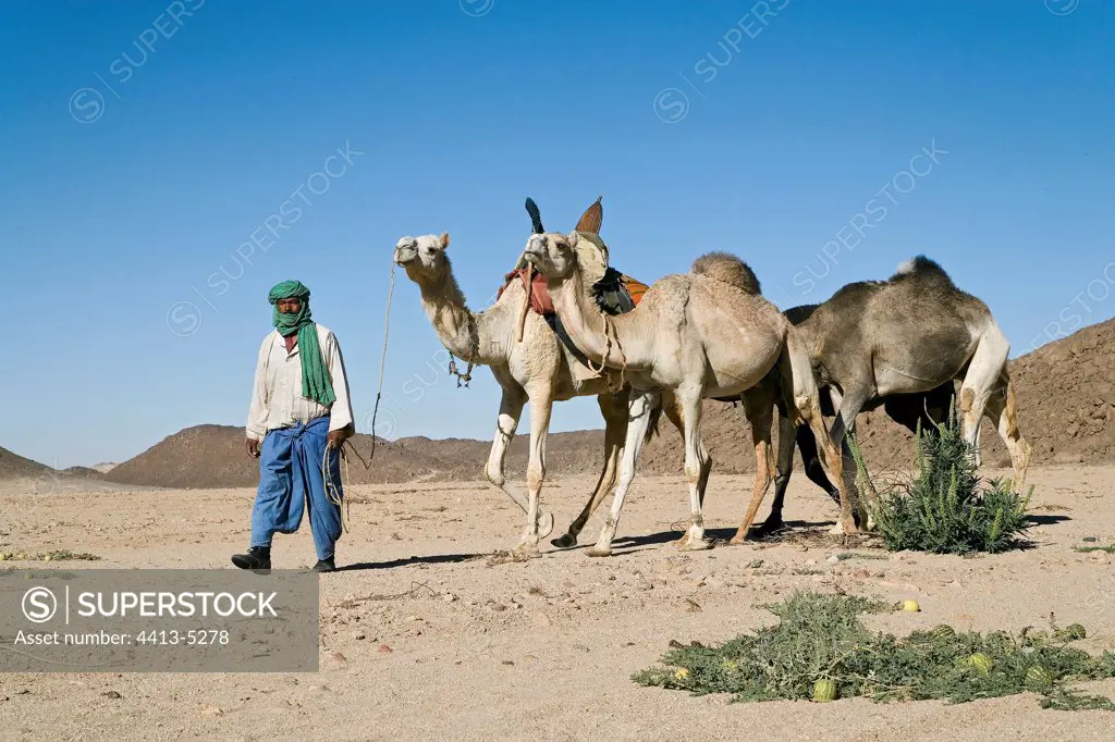 Camel driver and dromedaries in the desert Sahara Algeria