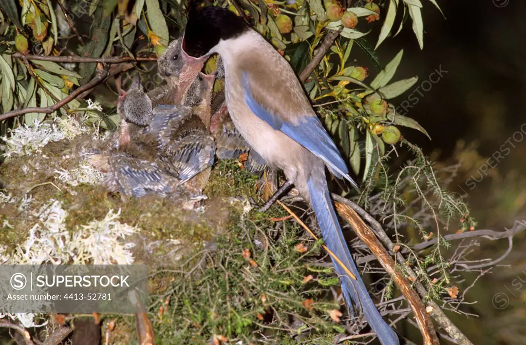 Azure-winged Magpie feeding its youngs