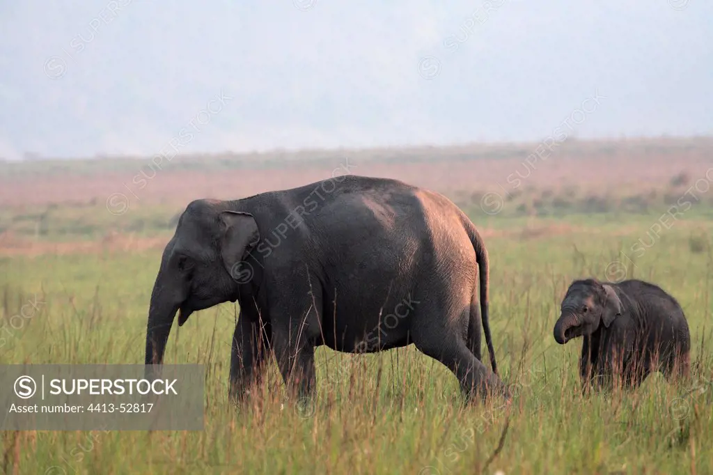 Asian elephant and baby-elephant PN Corbett India