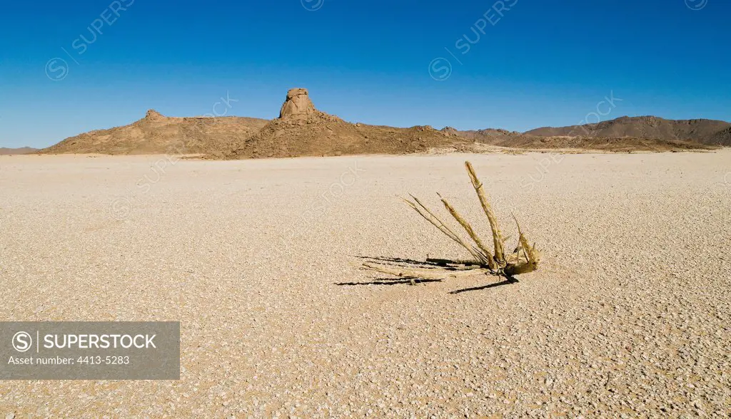 Desert of sand and rock cluster Tassili N'ajjer Algeria