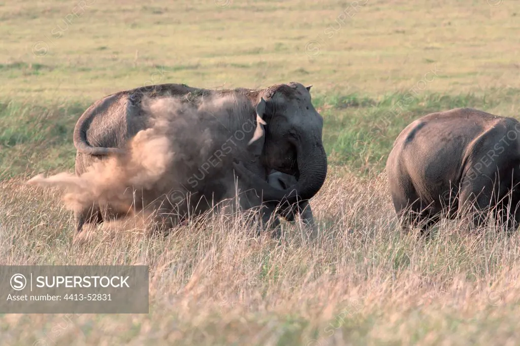 Asian elephant taking a dust bath Corbett NP India