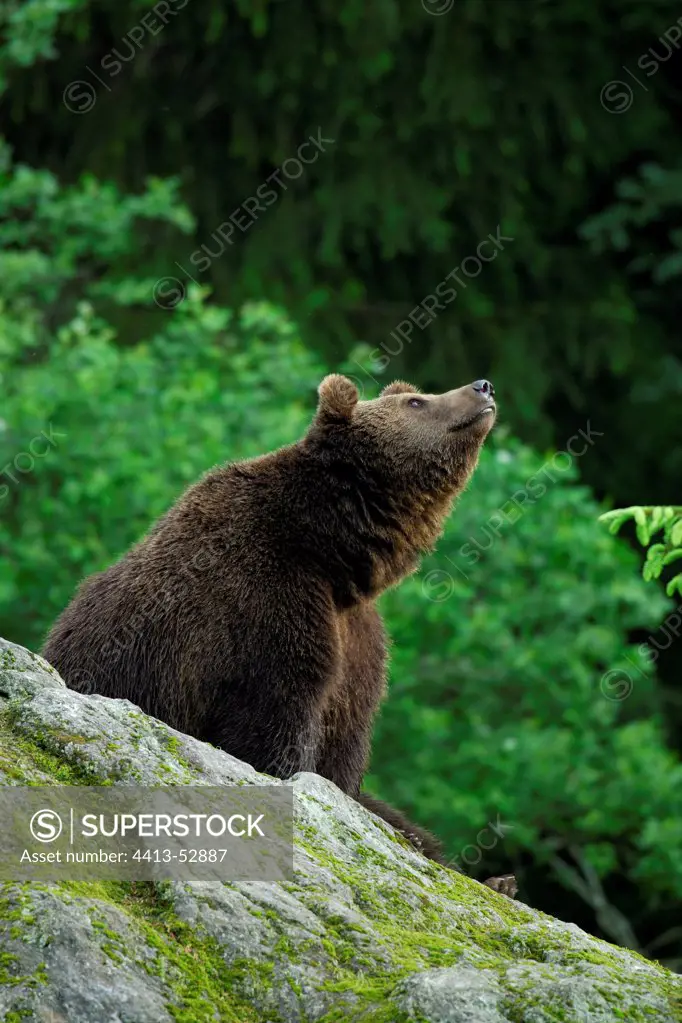 Brown bear on a rock Bayerisher Wald Germany