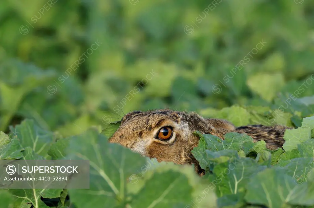 Brown hare in field Germany