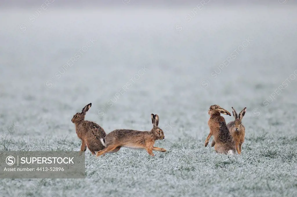 Brown hares on grain field in march Germany