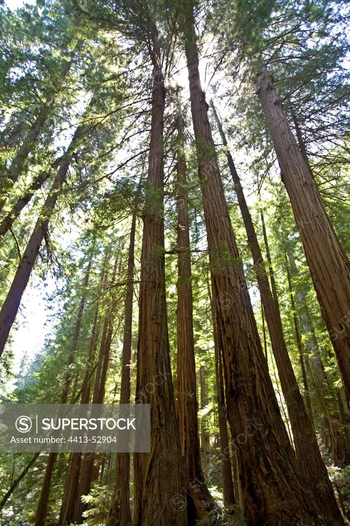 Redwoods Muir Woods National Monument California USA