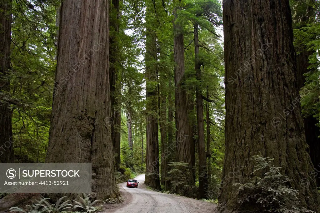 Road in Redwoods National Park California USA