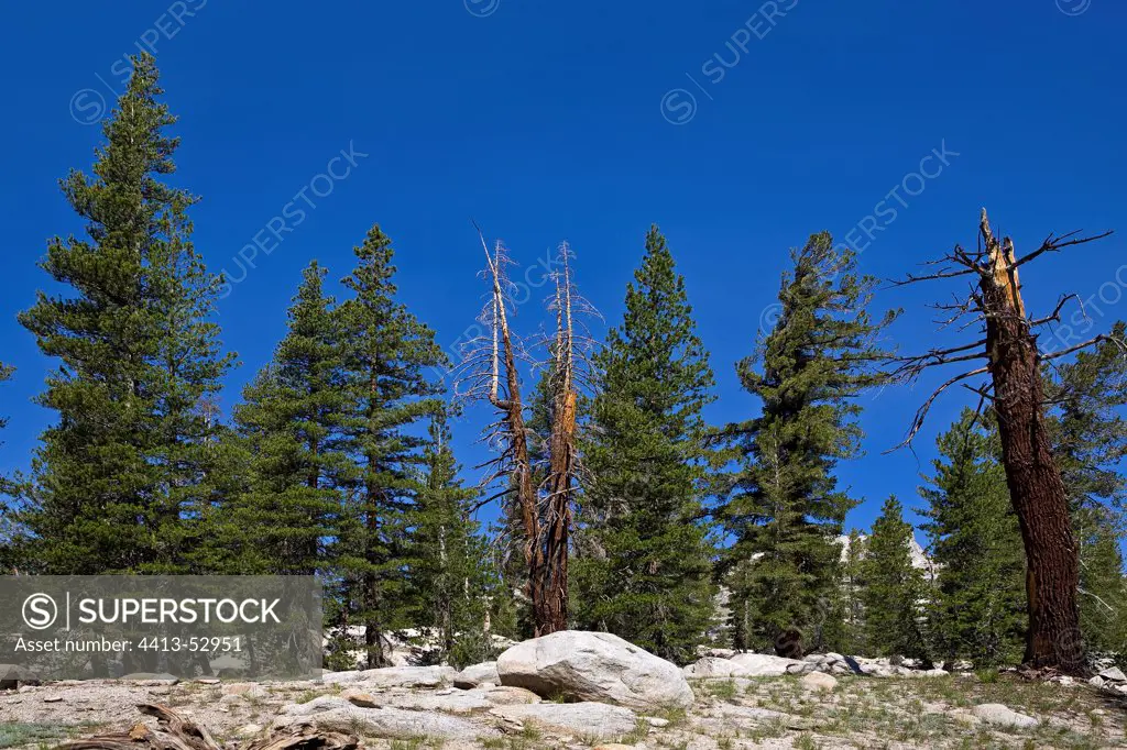 Pines in the Sierra Nevada California USA